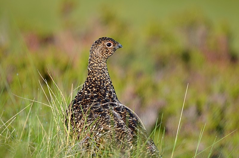 Red Grouse - Game birds