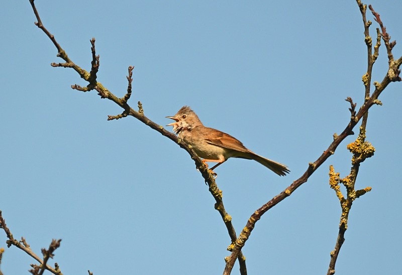 Common Whitethroat - Warblers