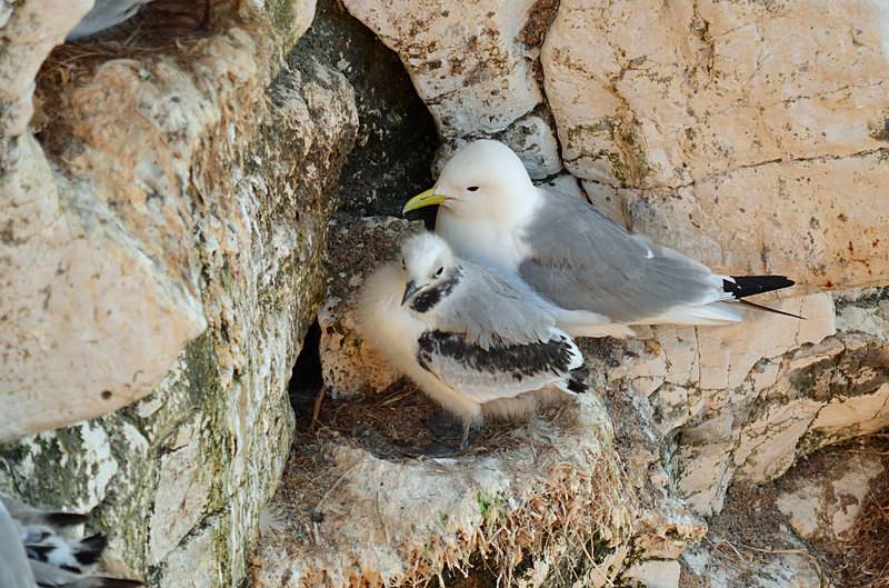 Kittiwakes - Gulls