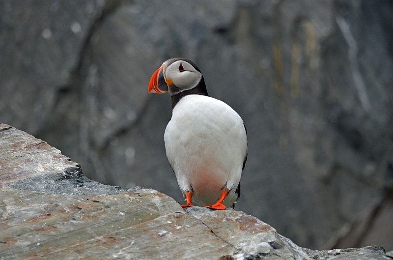 Puffin - North Norway