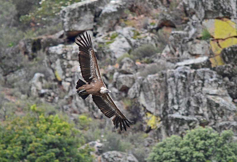 Griffon Vulture - South and west Spain - April and May 2012