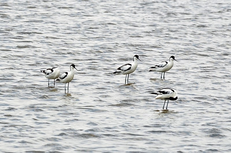 Avocets - Bulgaria