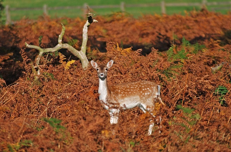 Fallow Deer - Fallow Deer