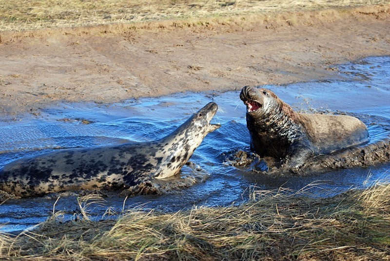 Atlantic Grey Seal - Atlantic Grey Seals