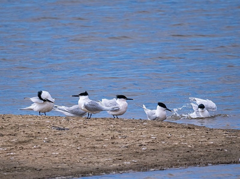 Sandwich Terns - Terns