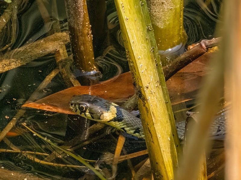 Grass Snake - Snakes