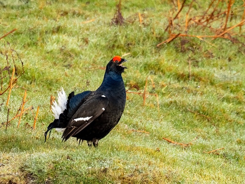 Black Grouse - Game birds