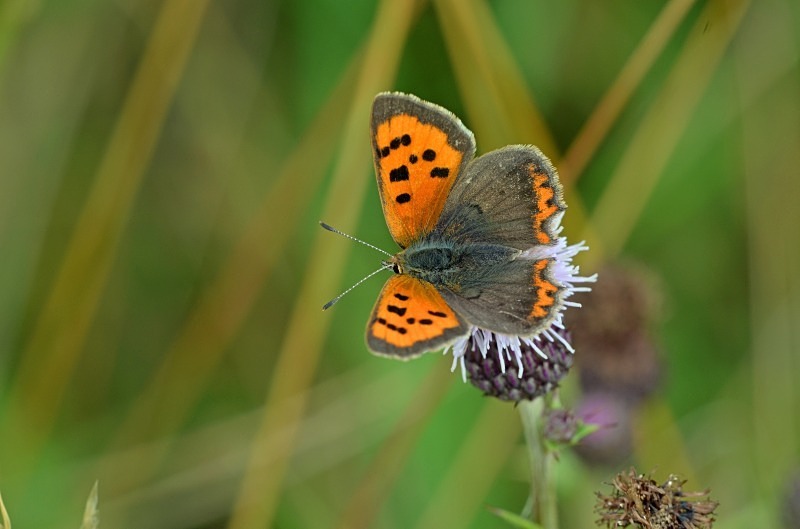 Small Copper - Butterflies