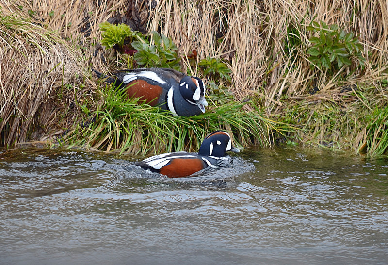 Harlequin Ducks - North east Iceland
