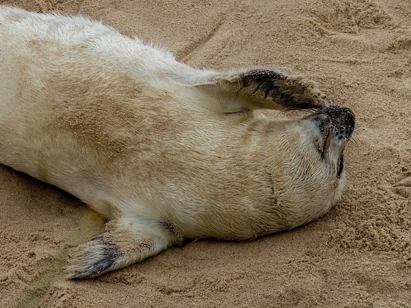 Atlantic Grey Seal - Atlantic Grey Seals