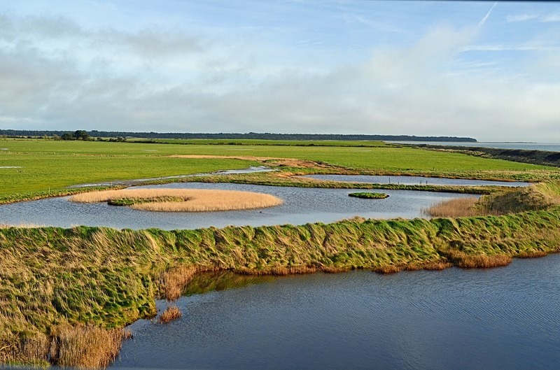 Wexford Wildfowl Nature Reserve, Co. Wexford, Ireland - Ireland - January and February 2020