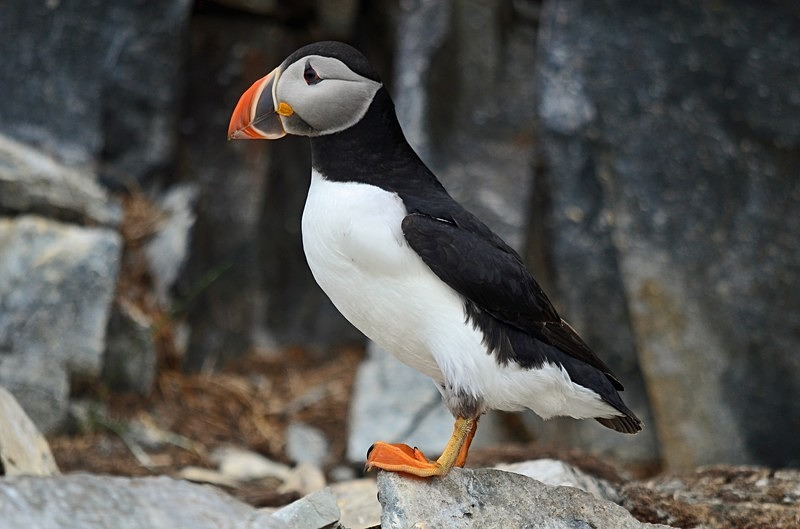 Puffin - North Norway