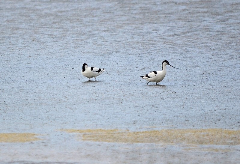 Avocets - Bulgaria
