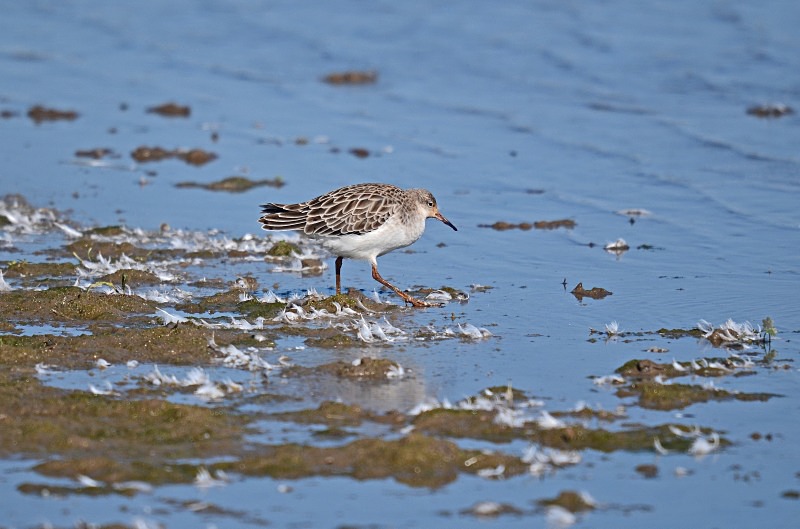 Ruff - Sandpipers