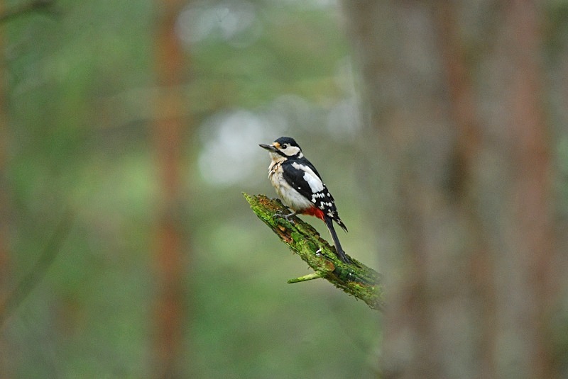 Great Spotted Woodpecker - Woodpeckers