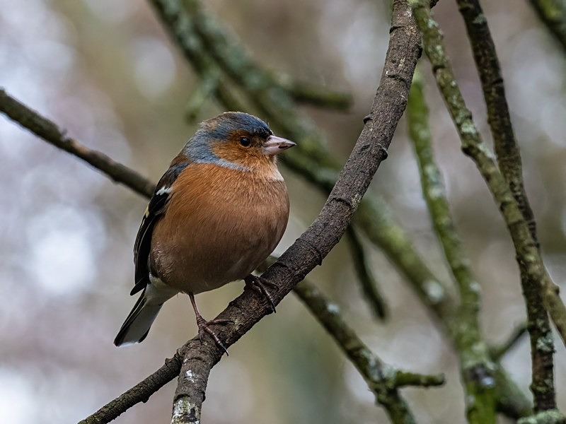 Chaffinch - Finches
