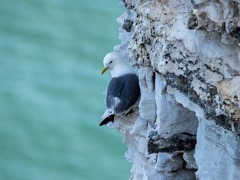 Kittiwake - Gulls