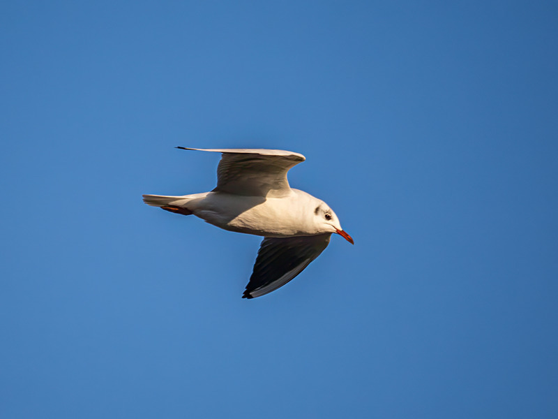 Black-headed Gull - Latest photos