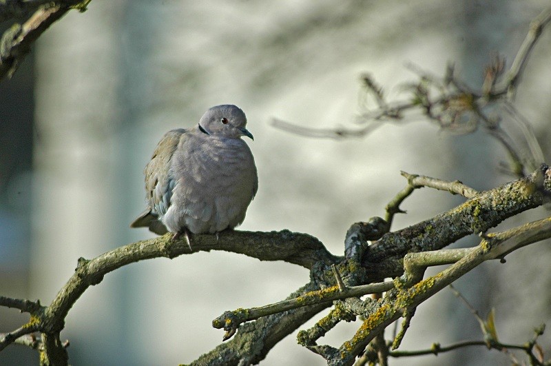 Collared Dove - Pigeons and doves