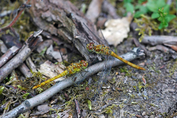Common Darters - Dragonflies and damselflies