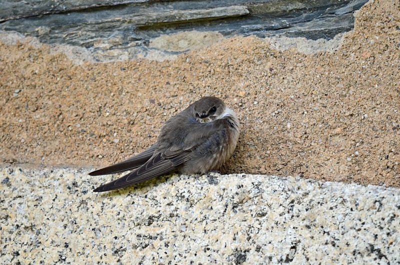 Crag Martin - South and west Spain - April and May 2012