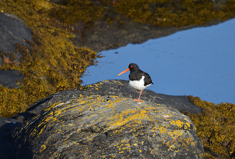 Oystercatcher - Oystercatchers