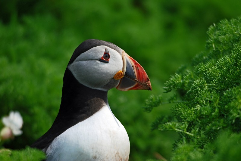 Puffin - Puffins