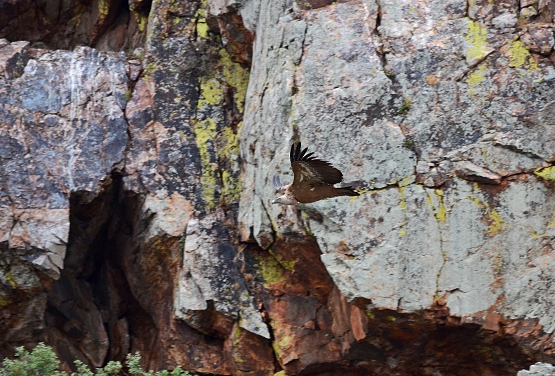 Griffon Vulture - South and west Spain - April and May 2012
