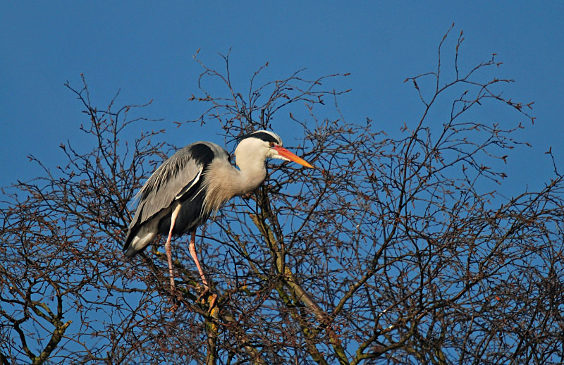 Grey Heron - Herons and egrets
