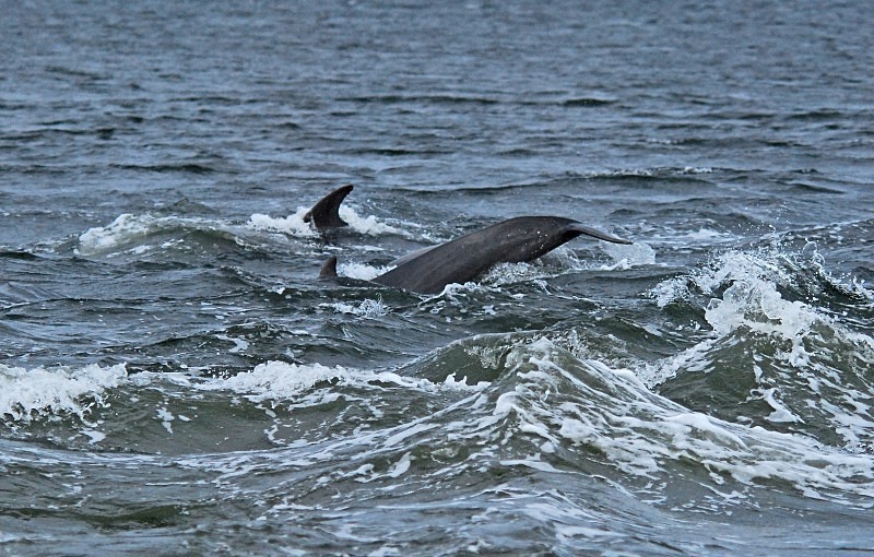 Bottlenose Dolphin - Whales and dolphins