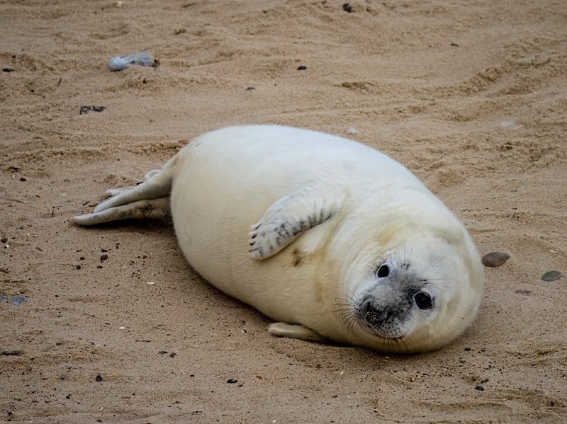 Atlantic Grey Seal - Atlantic Grey Seals