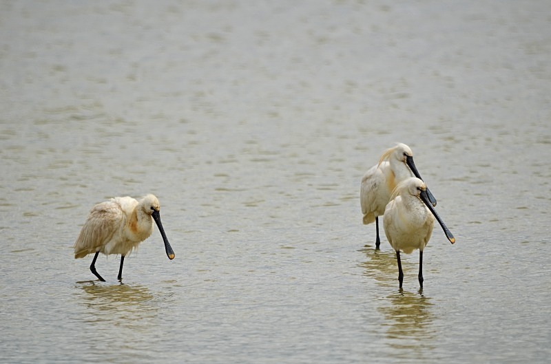 Spoonbills - South and west Spain - April and May 2012