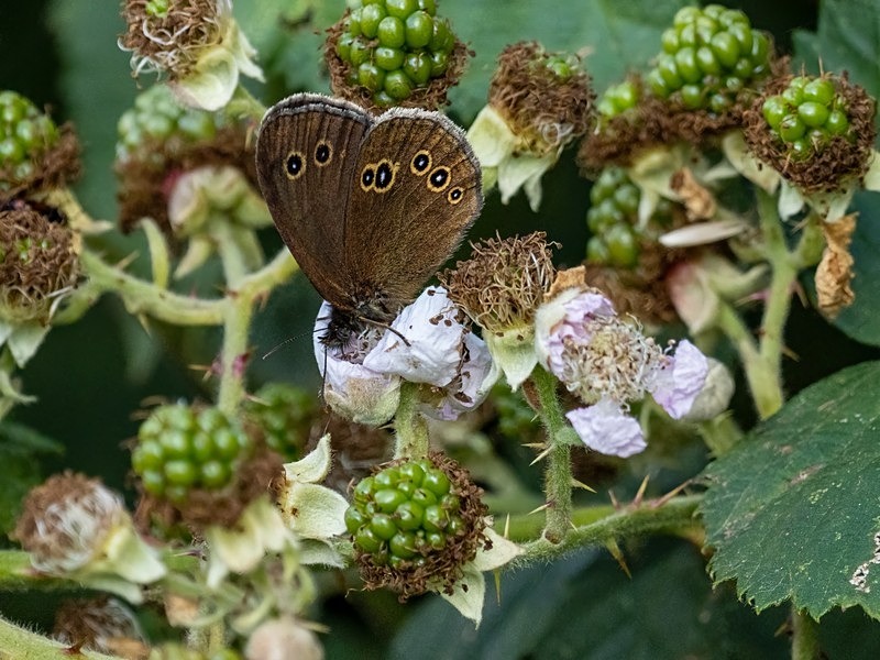 Ringlet - Butterflies
