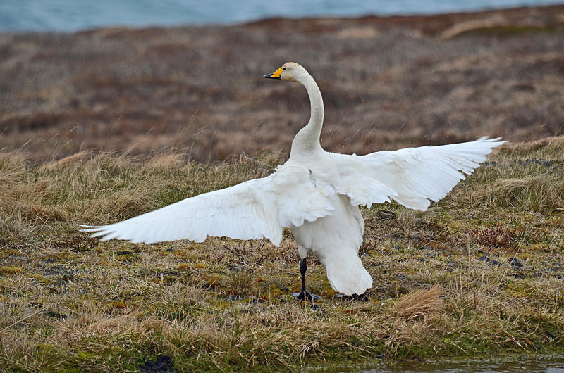 Whooper Swan - North east Iceland