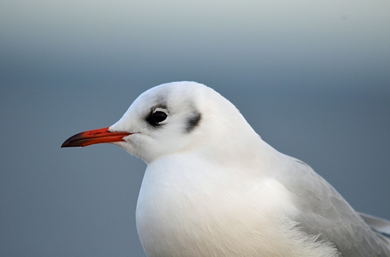 Black-headed Gull - Gulls