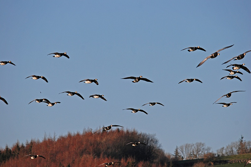 Barnacle Geese - Black geese