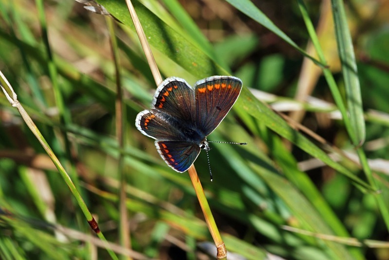 Brown Argus - Butterflies
