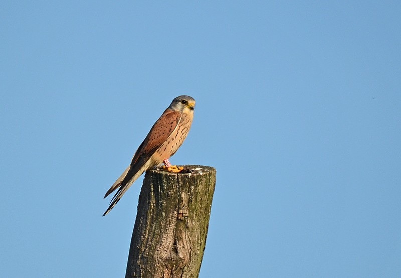 Kestrel - Hungary