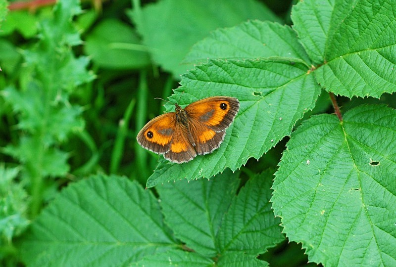 Gatekeeper - Butterflies