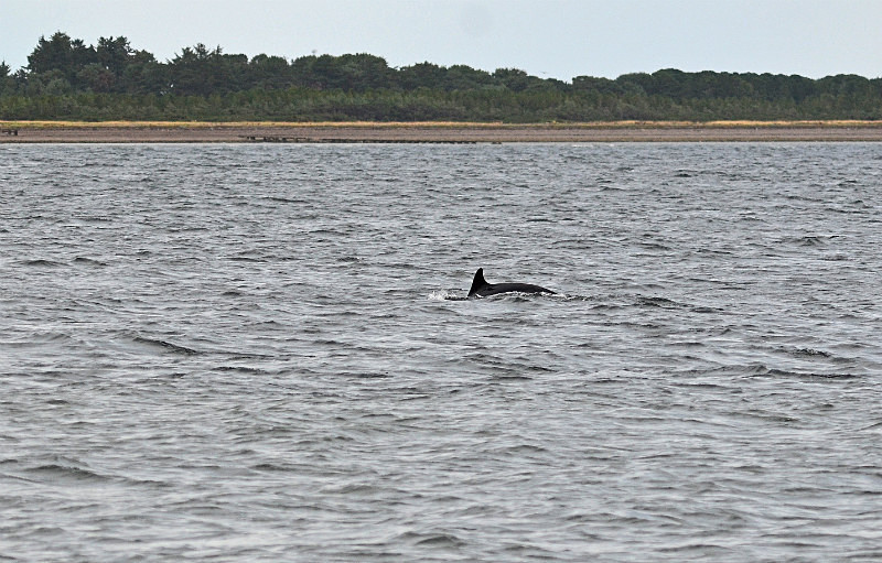 Bottlenose Dolphin - Whales and dolphins