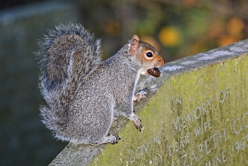 Grey Squirrel - Grey Squirrels