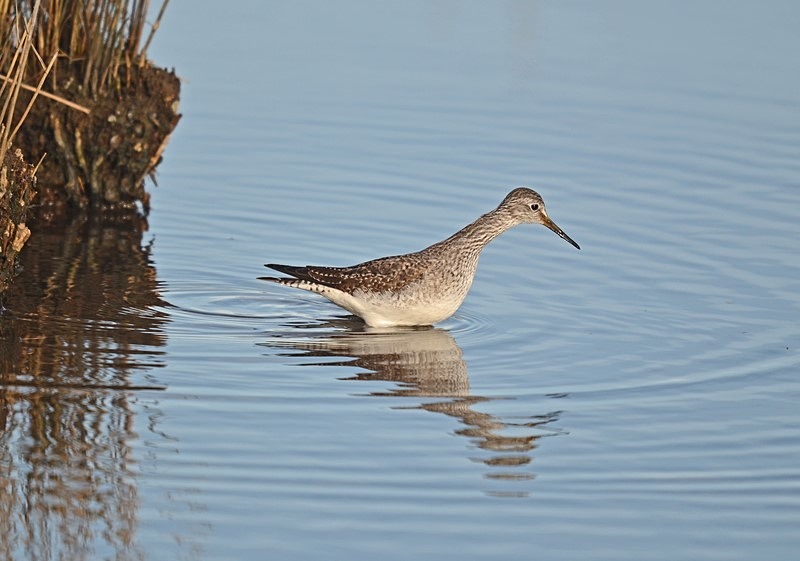 Lesser Yellowlegs - Sandpipers