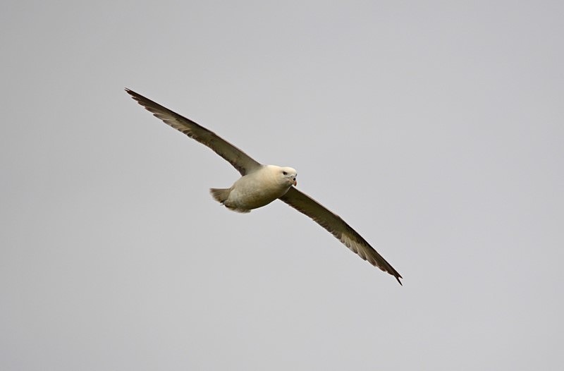 Fulmar - Fulmars