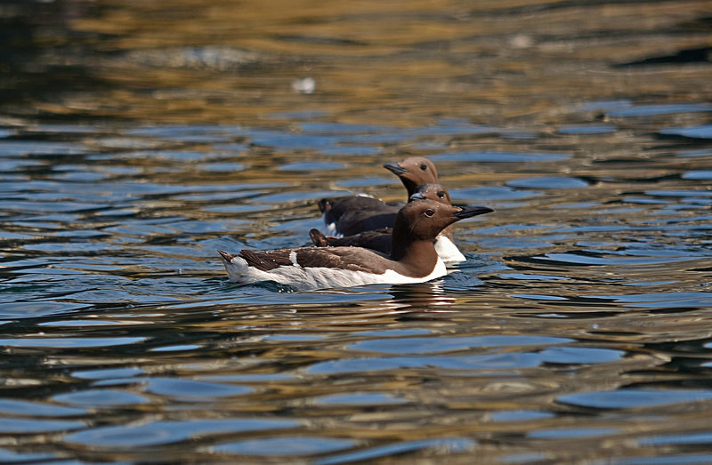 Common Guillemots - Auks