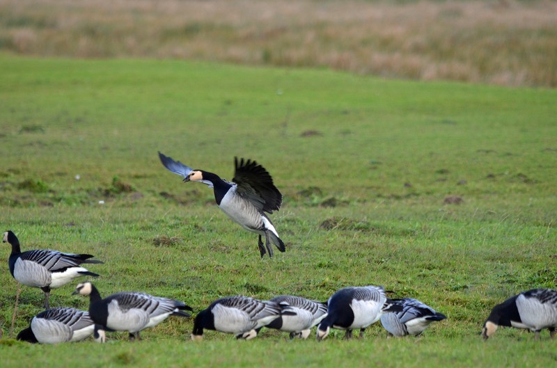 Barnacle Geese - Black geese