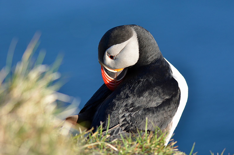 Puffin - Westfjords
