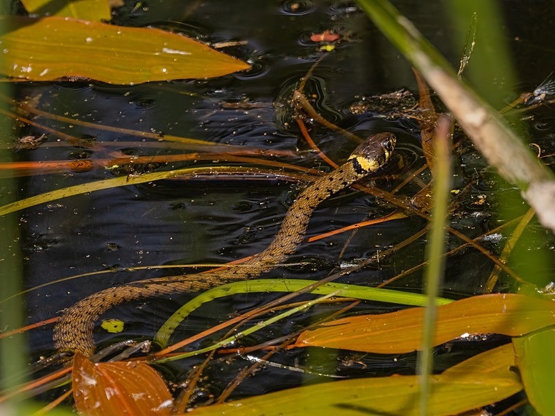 Grass Snake - Snakes