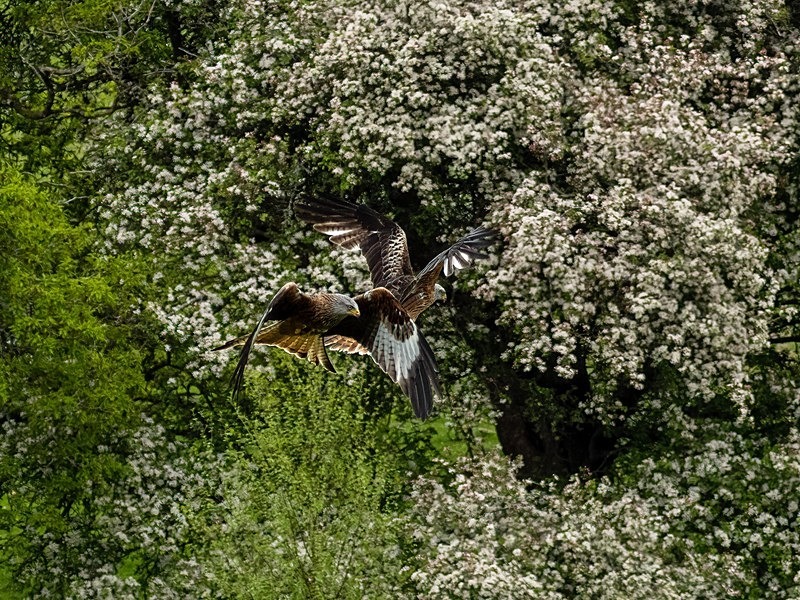 Red Kite - Birds of prey