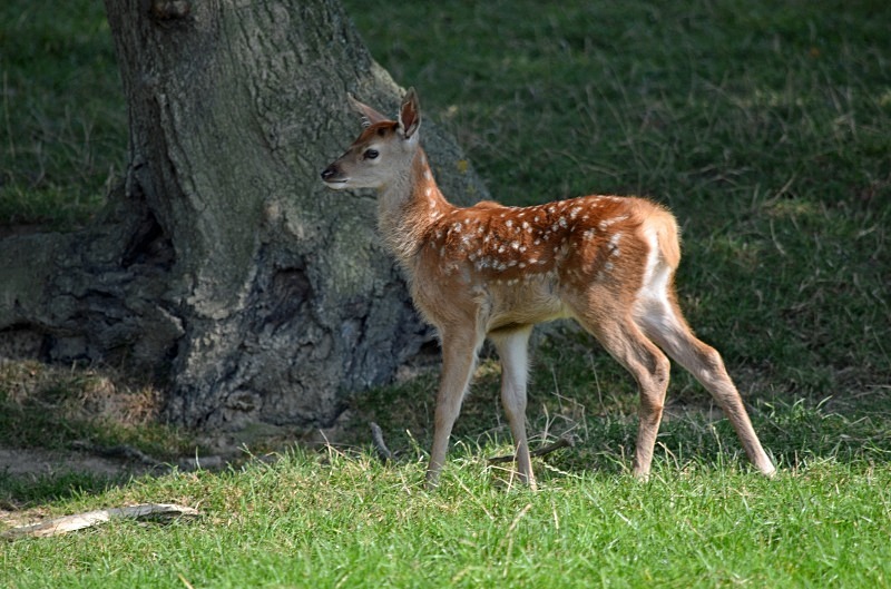 Red Deer - Deer