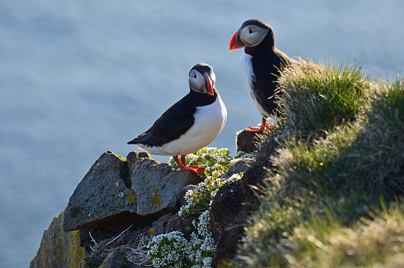 Puffins - Westfjords